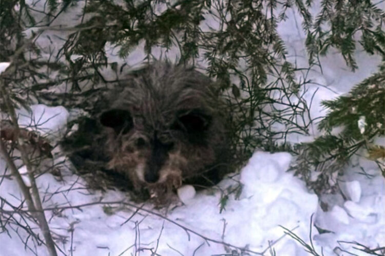 Нарушитель белорусской границы был возвращен