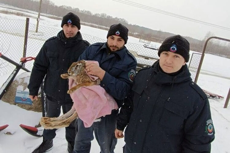 ЧП в Гомельской области: заяц чуть не утонул