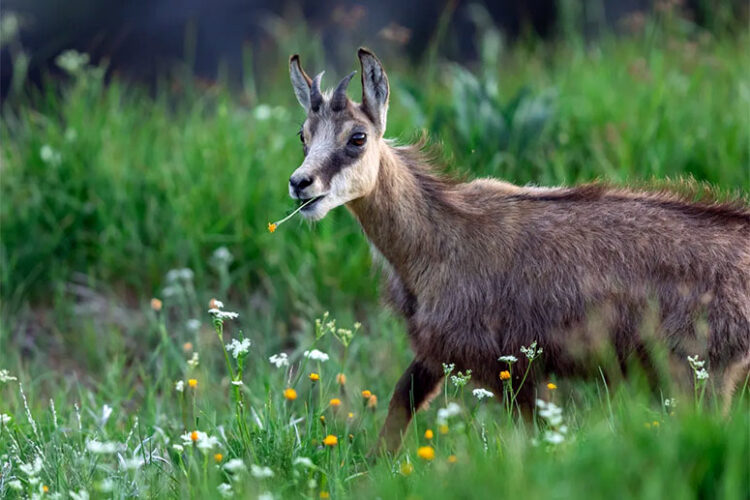 На этот раз спасли козу