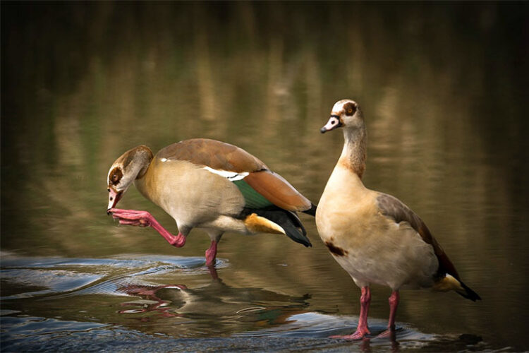 Египетские гуси в Беларуси